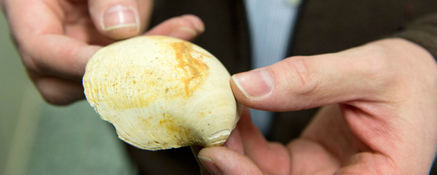 Muschelschale der Gattung Glycymeris aus dem Mainzer Becken, ca. 30 Millionen Jahre alt (Foto: Peter Pulkowski)