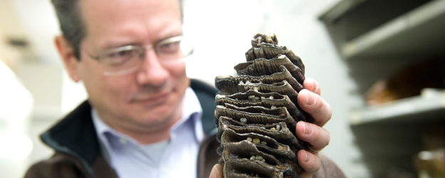 Prof. Dr. Bernd Schöne präsentiert einen Mammutzahn aus dem Rheinschotter der letzten Kaltzeit der gegenwärtigen Eiszeit, ca. 115.000-15.000 Jahre alt (Foto: Peter Pulkowski)