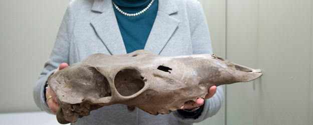 Dr. Kirsten Grimm zeigt einen Pferdeschädel aus dem Rheinschotter aus der Eem-Warmzeit, ca. 125.000-115.000 Jahre alt (Foto: Peter Pulkowski)