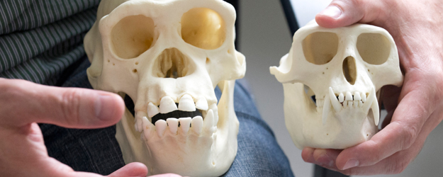 Schädel eines weiblichen Gemeinen Schimpansen (Pan troglodytes, l.) und eines Hanuman-Languren (Semnopithecus entellus, r.) (Foto: Peter Pulkowski)