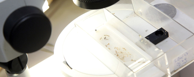 Mit dem Projekt A.N.T.S. und dem von der JGU und dem Pädagogischen Landesinstitut Rheinland-Pfalz eigens entwickelten Experimentierkoffer wird die Ameisenforschung im Biologieunterricht ermöglicht. (Foto: Stefan F. Sämmer)