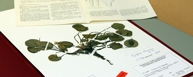 Diese Seerose aus Ruanda, die <i>Nymphaea thermarum</i>, wurde von dem Mainzer Botaniker Eberhard Fischer entdeckt. (Foto: Stefan F. Sämmer)