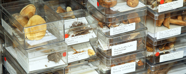 Um zu verhindern, dass sich der Herbarkäfer an den getrockneten Pflanzen zu schaffen macht, wird jedes Faszikel etwa einmal im Jahr bei rund minus 25 Grad Celsius schockgefrostet. (Foto: Stefan F. Sämmer)