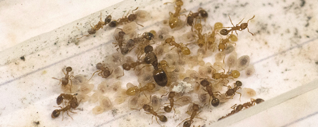 Blick auf einen Objektträger mit einem Nest der Ameisenart Temnothorax nylanderi. In der Mitte ist die Königin zu sehen, deutlich größer als ihre Artgenossinnen. <small>(Foto: Peter Pulkowski)</small>