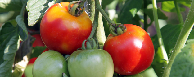 Der Freundeskreis half mit einer Anschubfinanzierung von 2.500 Euro, mittlerweile aber reichen wenige Hundert Euro im Jahr völlig aus. (Foto: Stefan F. Sämmer)