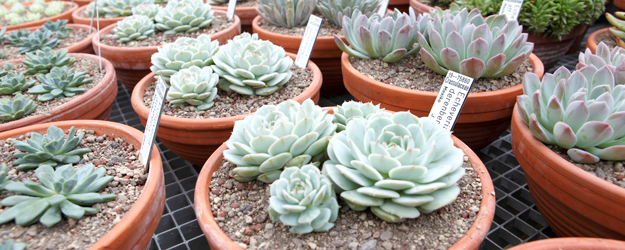 Blick in die Dachwurz-Sammlung (Foto: Thomas Hartmann)