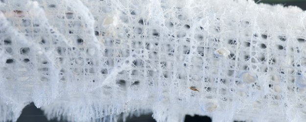 (photo: Peter Pulkowski)