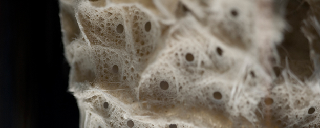 (photo: Peter Pulkowski)