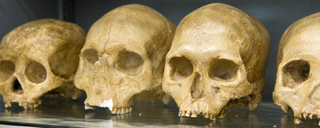 View inside the teaching collection of replica skulls (photo: Peter Pulkowski)