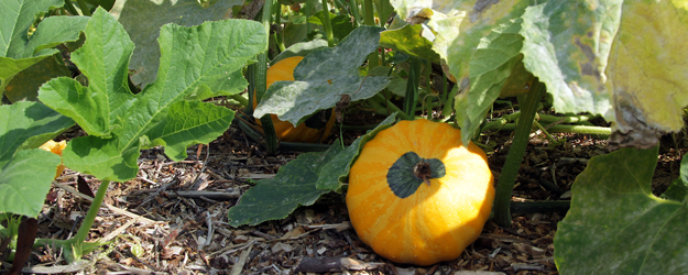 About two dozen professional and amateur gardeners have joined forces to cultivate rare agricultural crops and regional varieties in an environment reminiscent of a centuries-old farm. (photo: Stefan F. Sämmer)