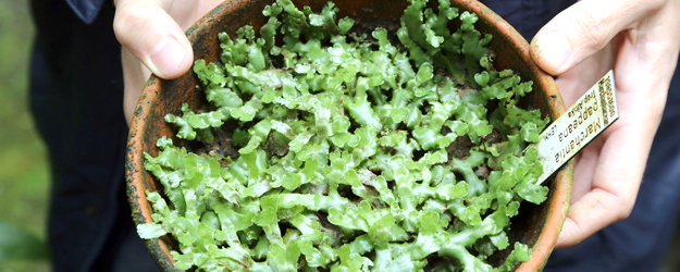 Liverwort from tropical Africa (photo: Stefan F. Sämmer)